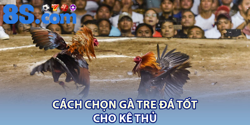 Đá Gà Tre 8S – Cá Cược Hấp Dẫn Kèm Kiến Thức Cơ Bản 4 Cách chọn gà tre đá tốt cho kê thủ