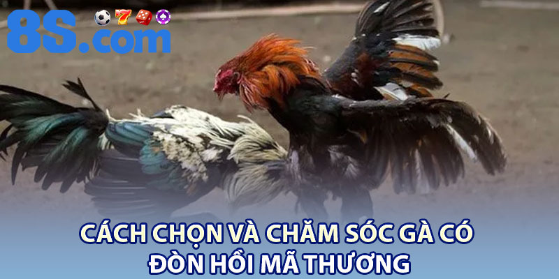 Đá Gà Hồi Mã Thương – Truyền Thống Chọi Kê Mang Đậm Bản Sắc 4 Cách chọn và chăm sóc gà có đòn hồi mã thương