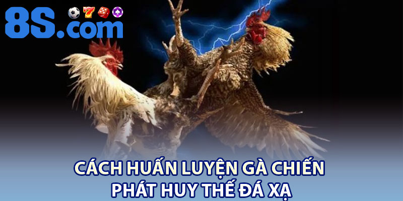 Thế Đá Gà Xạ: Dấu Hiệu Nhận Biết Và Cách Huấn Luyện Phù Hợp 4 Cách huấn luyện gà chiến phát huy thế đá xạ