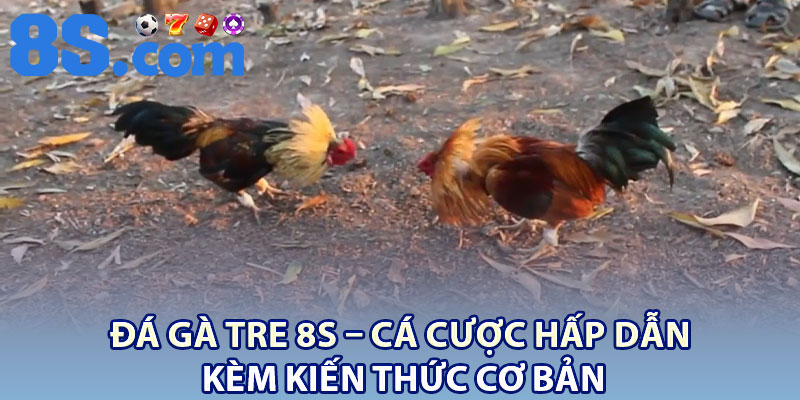 Đá Gà Tre 8S – Cá Cược Hấp Dẫn Kèm Kiến Thức Cơ Bản 4 Da Ga Tre 8S – Ca Cuoc Hap Dan Kem Kien Thuc Co Ban