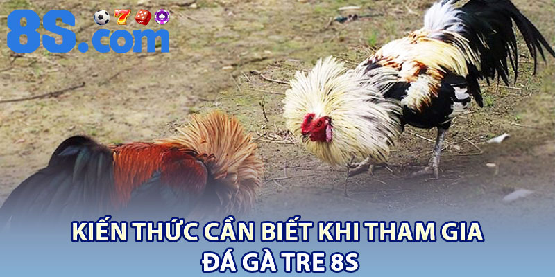 Đá Gà Tre 8S – Cá Cược Hấp Dẫn Kèm Kiến Thức Cơ Bản 3 Kiến thức cần biết khi tham gia đá gà tre 8S
