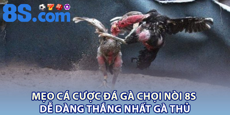 Đá Gà Chọi Nòi 8S – Trải Nghiệm Cá Cược Kinh Điển Châu Á 4 Mẹo cá cược đá gà chọi nòi 8S dễ dàng thắng nhất gà thủ
