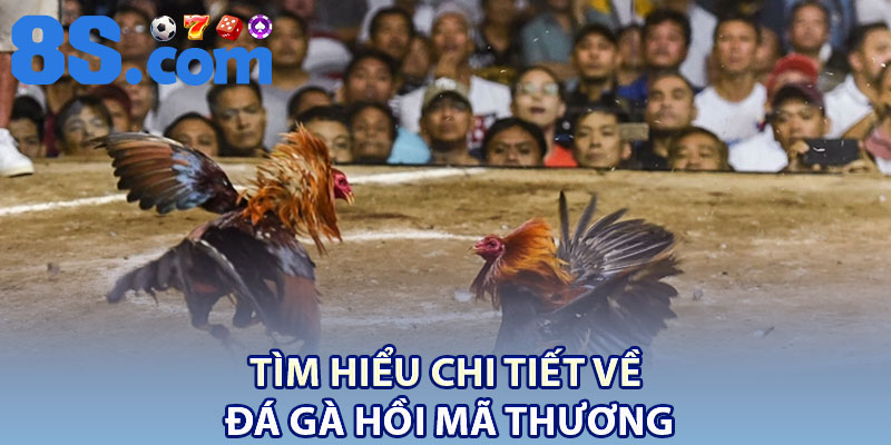 Đá Gà Hồi Mã Thương – Truyền Thống Chọi Kê Mang Đậm Bản Sắc 2 Tìm hiểu chi tiết về đá gà hồi mã thương