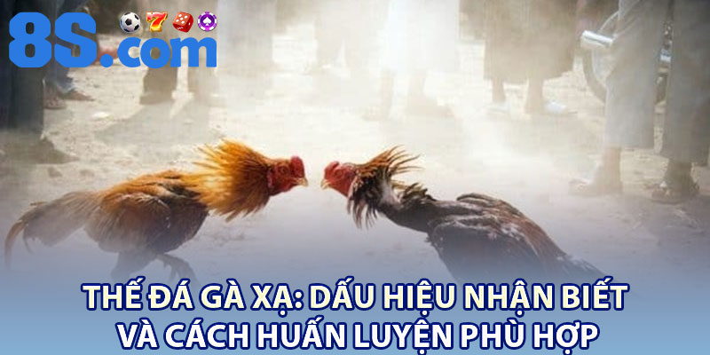 Thế Đá Gà Xạ: Dấu Hiệu Nhận Biết Và Cách Huấn Luyện Phù Hợp 1 dd