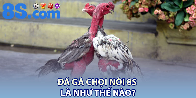 Đá Gà Chọi Nòi 8S – Trải Nghiệm Cá Cược Kinh Điển Châu Á 2 Đá gà chọi nòi 8S là như thế nào?Đá gà chọi nòi 8S là như thế nào?