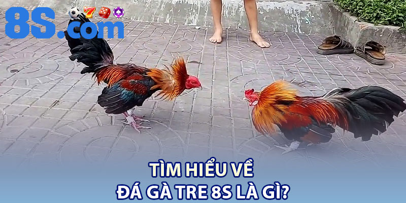 Đá Gà Tre 8S – Cá Cược Hấp Dẫn Kèm Kiến Thức Cơ Bản 2 Tìm hiểu về đá gà tre 8S là gì?